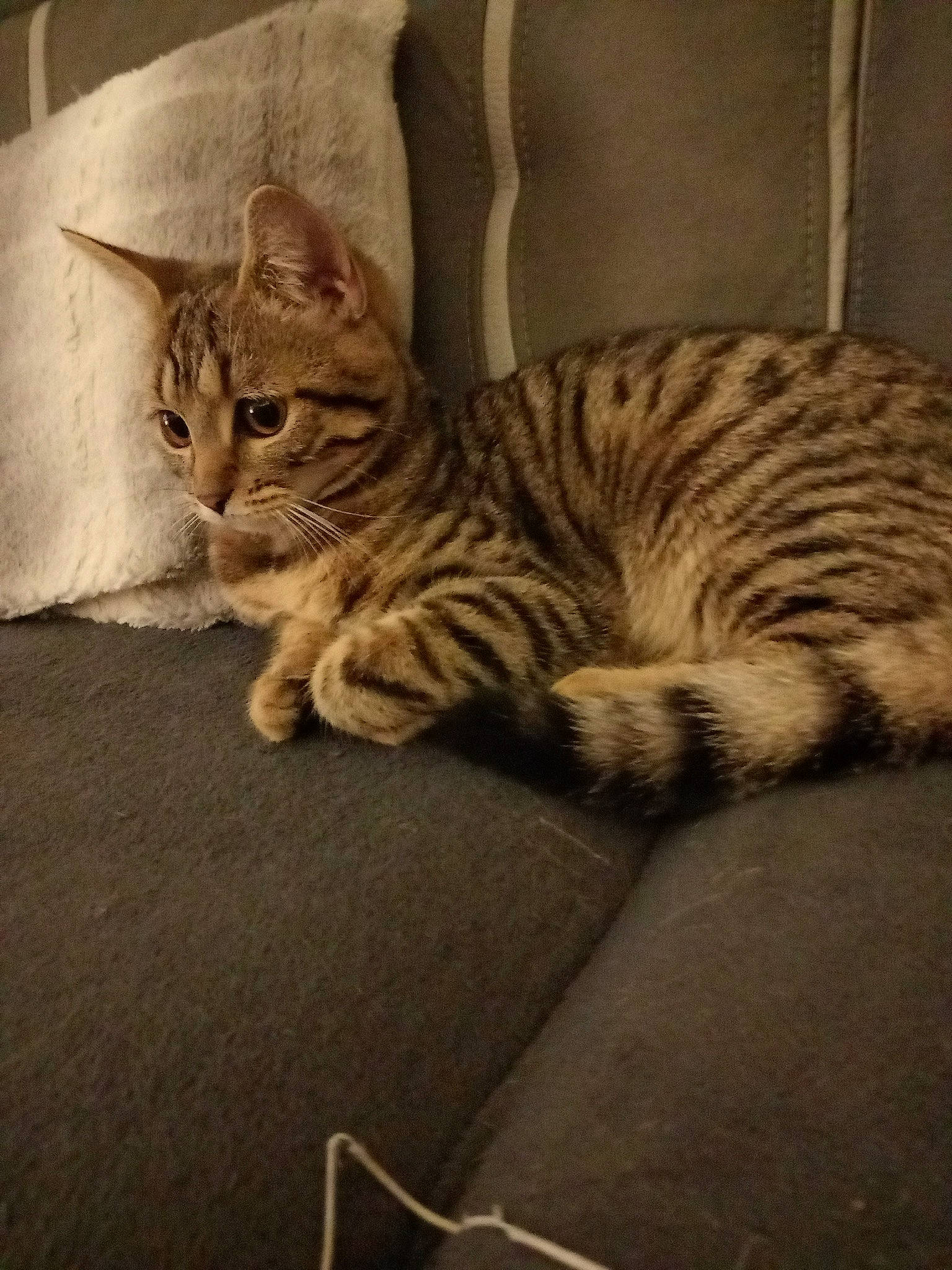 Kira participe au concours pour gagner de l'argent avec cette photo : carnivore, cat, claw, comfort, domestic_short_haired_cat, eye, fawn, felidae, fur, nap, paw, sitting, small_to_medium_sized_cats, snout, tail, terrestrial_animal, whiskers, wildlife, window, wood