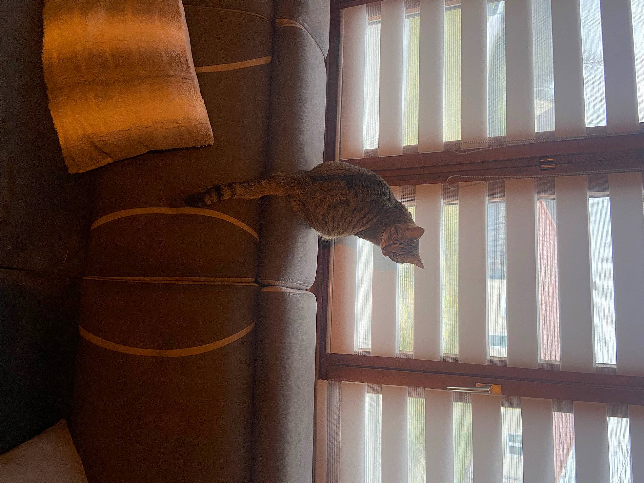 Kira a rejoint le concours — aidez-le/la à gagner de superbes lots ! architecture, ceiling, comfort, fawn, felidae, hardwood, interior_design, lamp, product, property, shade, tail, textile, tints_and_shades, wall, window, window_covering, window_treatment, wood, wood_stain