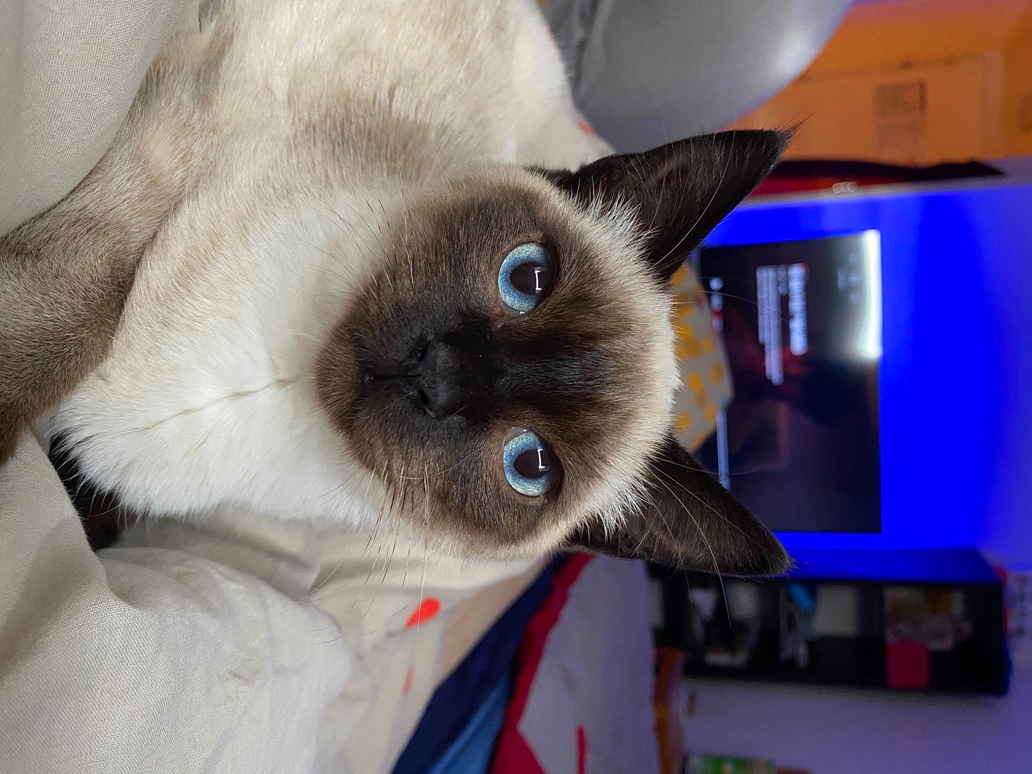 Romy participe au concours pour gagner de l'argent avec cette photo : balinese, birman, carnivore, cat, collar, electric_blue, fawn, felidae, fur, iris, siamese, small_to_medium_sized_cats, snout, terrestrial_animal, thai, whiskers