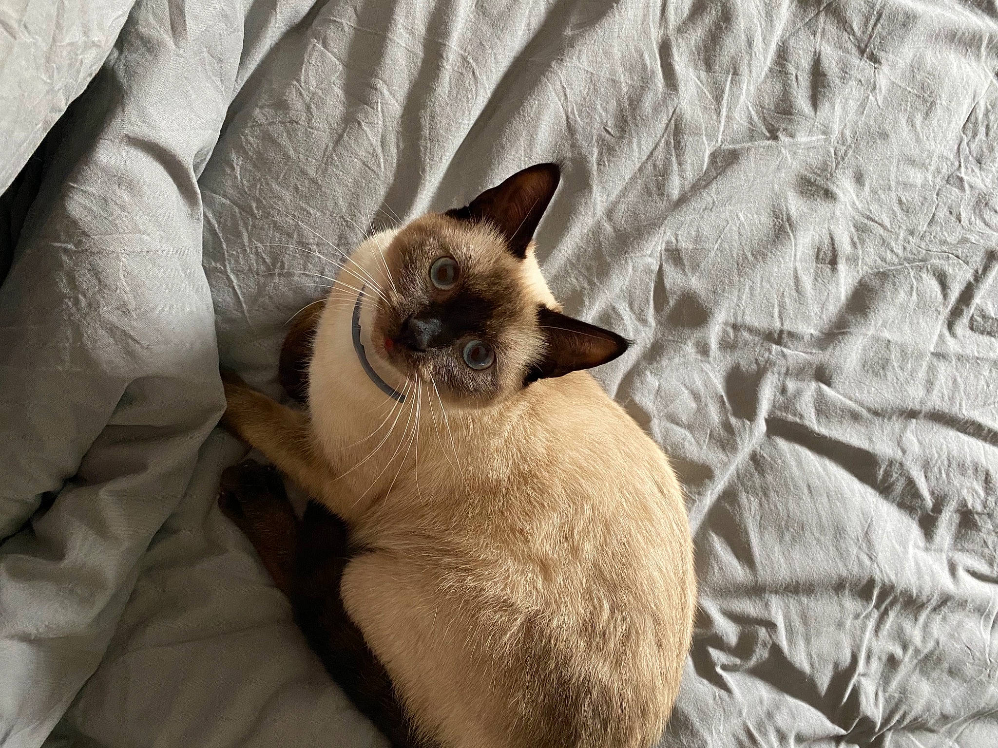 Romy participe au concours pour gagner de l'argent avec cette photo : balinese, carnivore, cat, comfort, dog_breed, fawn, felidae, foot, fur, human_leg, linens, nap, paw, siamese, small_to_medium_sized_cats, snout, tail, terrestrial_animal, whiskers, wildlife