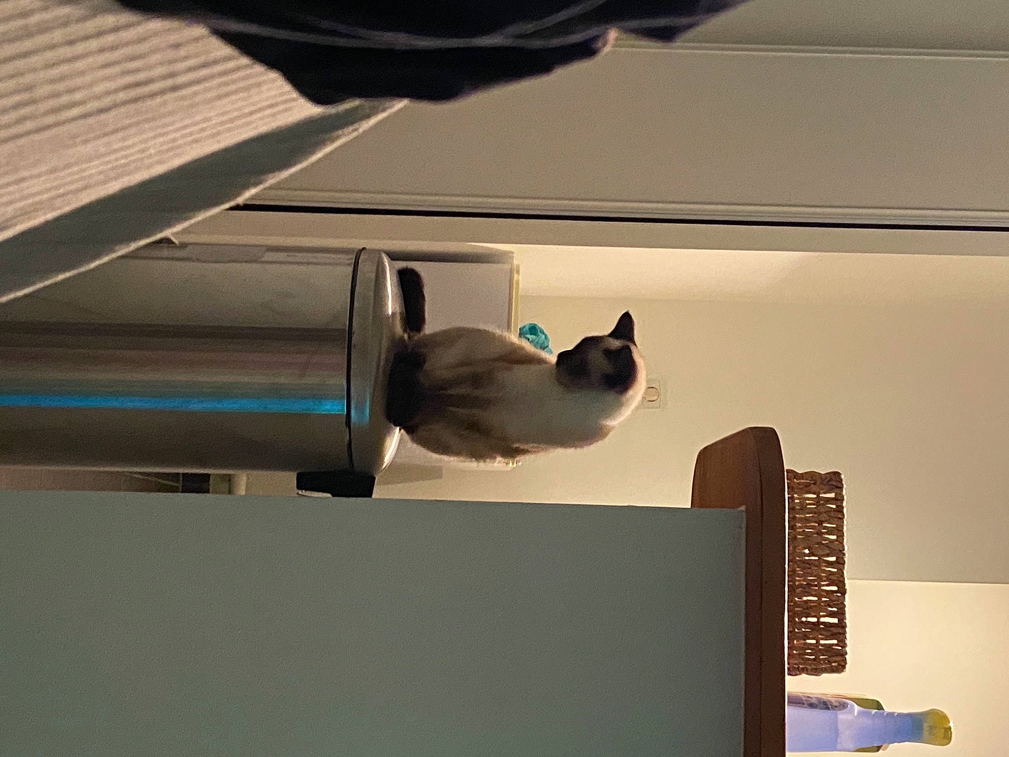 Romy a rejoint le concours — aidez-le/la à gagner de superbes lots ! automotive_exterior, building, carnivore, cat, ceiling, felidae, flooring, metal, plywood, roof, room, shade, shadow, small_to_medium_sized_cats, tail, tints_and_shades, vehicle_door, windshield, wing, wood