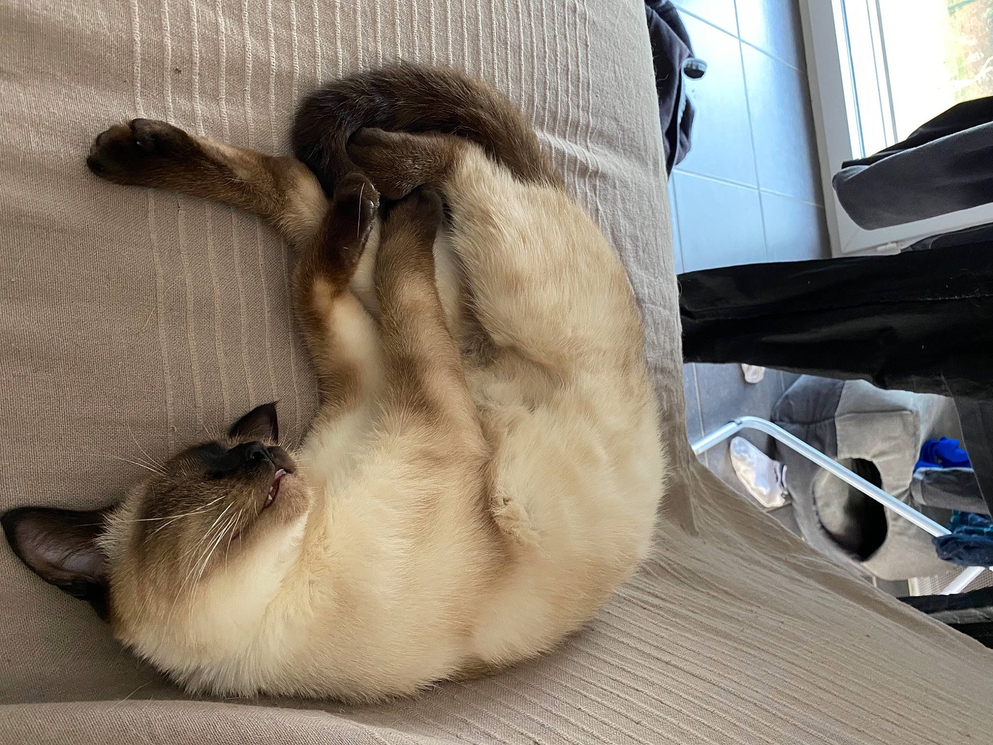 Romy a rejoint le concours — aidez-le/la à gagner de superbes lots ! balinese, carnivore, cat, claw, comfort, fawn, felidae, flooring, fur, kitchen_utensil, mammal, nap, paw, siamese, small_to_medium_sized_cats, snout, tableware, tail, thai, whiskers