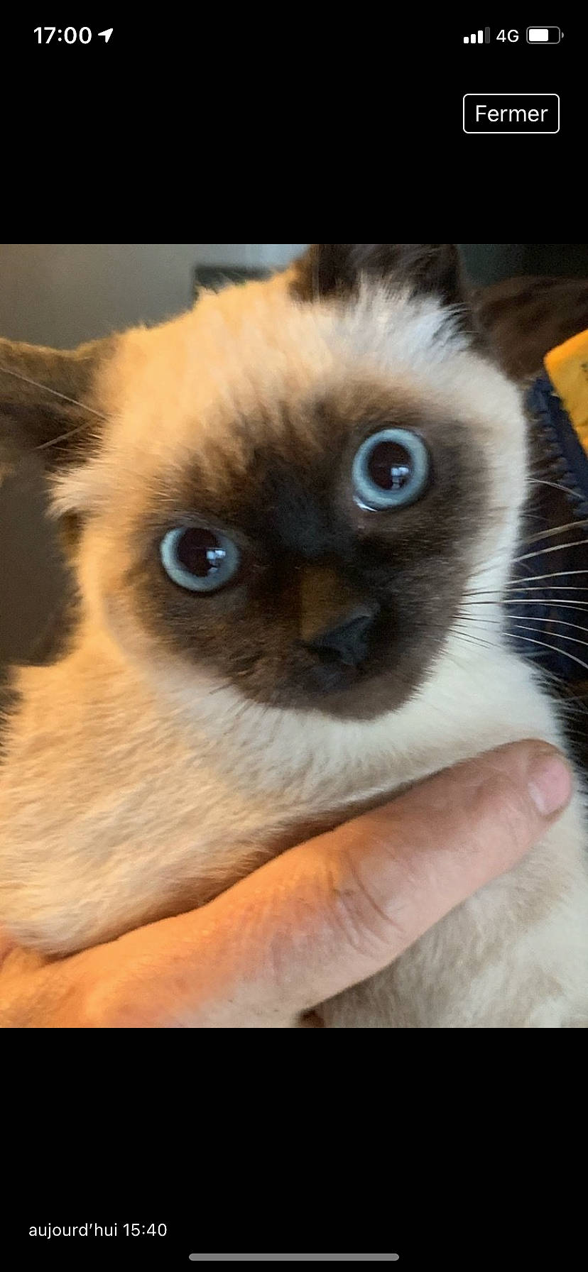 Romy a rejoint le concours — aidez-le/la à gagner de superbes lots ! balinese, birman, carnivore, cat, dog_breed, eye, eyelash, fawn, felidae, fur, siamese, small_to_medium_sized_cats, snout, terrestrial_animal, thai, tonkinese, whiskers, wildlife