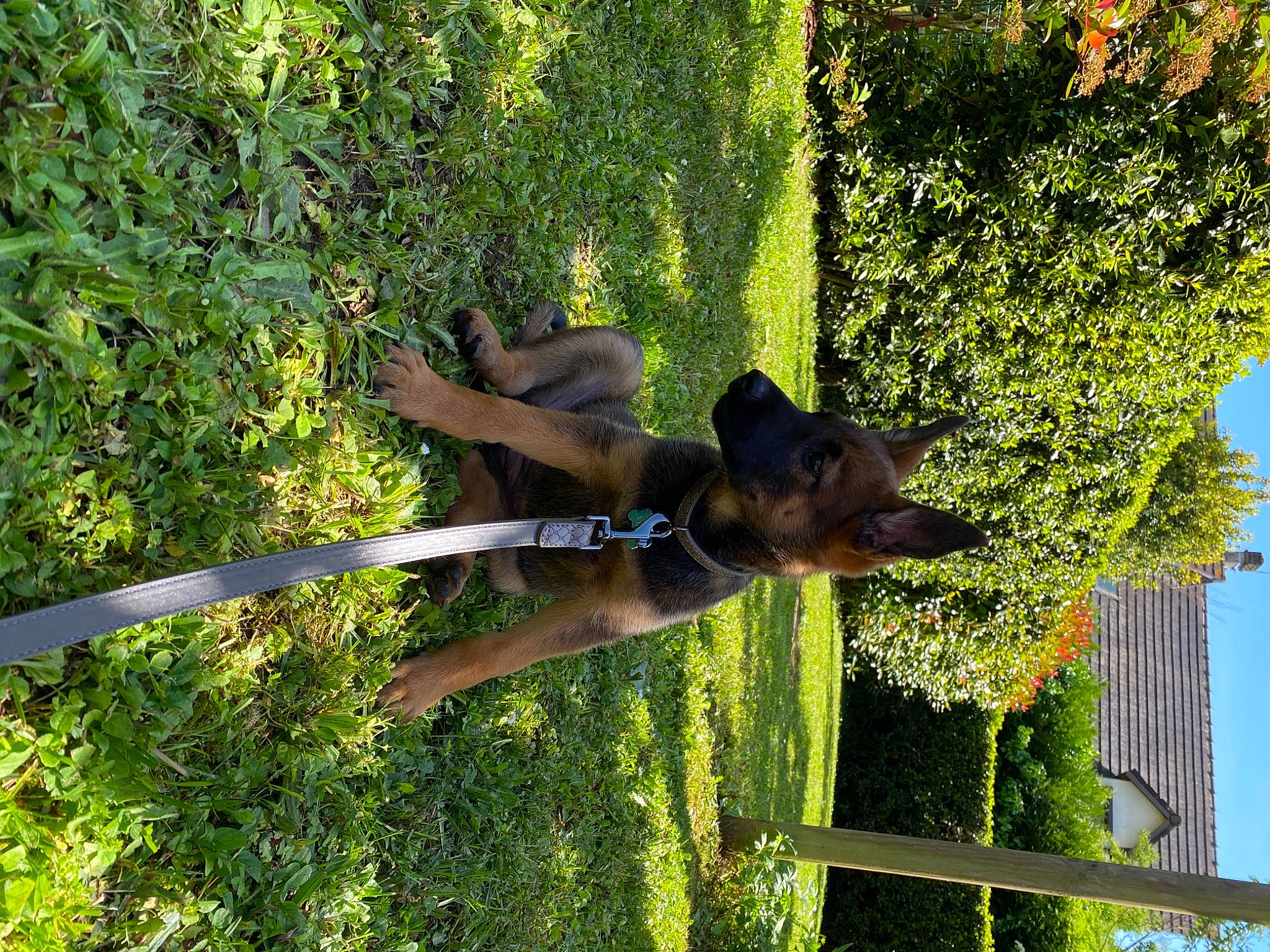 Vickie participe au concours pour gagner de l'argent avec cette photo : canidae, carnivore, collar, dog, dog_breed, dog_supply, fawn, grass, old_german_shepherd_dog, pet_supply, plant, shade, sky, snout, sporting_group, tail, terrestrial_animal, tree, wildlife, working_animal