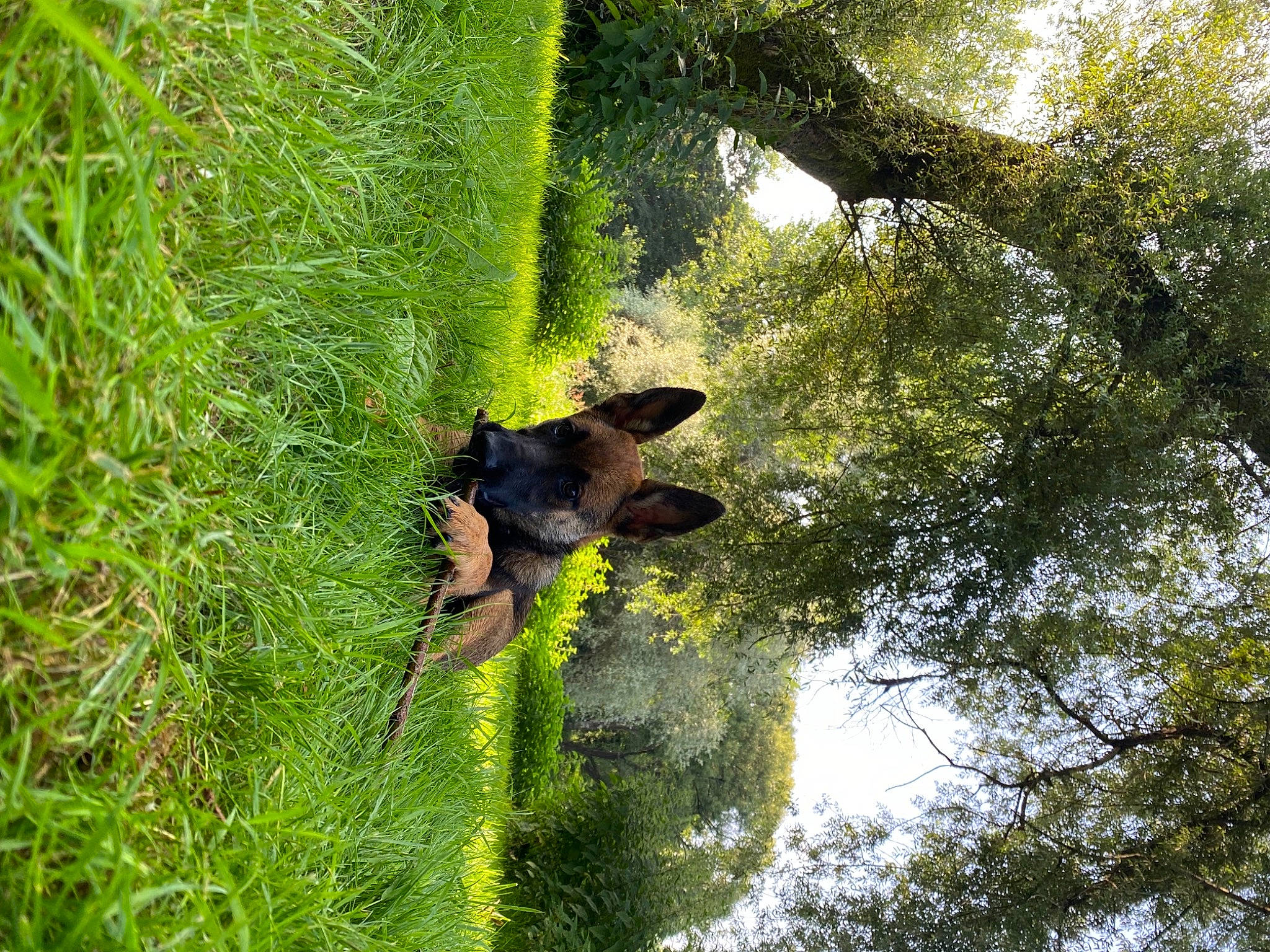 Vickie a rejoint le concours — aidez-le/la à gagner de superbes lots ! beak, branch, forest, grass, jungle, landscape, natural_landscape, plant, sky, temperate_broadleaf_and_mixed_forest, terrestrial_animal, terrestrial_plant, tree, trunk, twig, vegetation, watercourse, wood, woodland, woody_plant