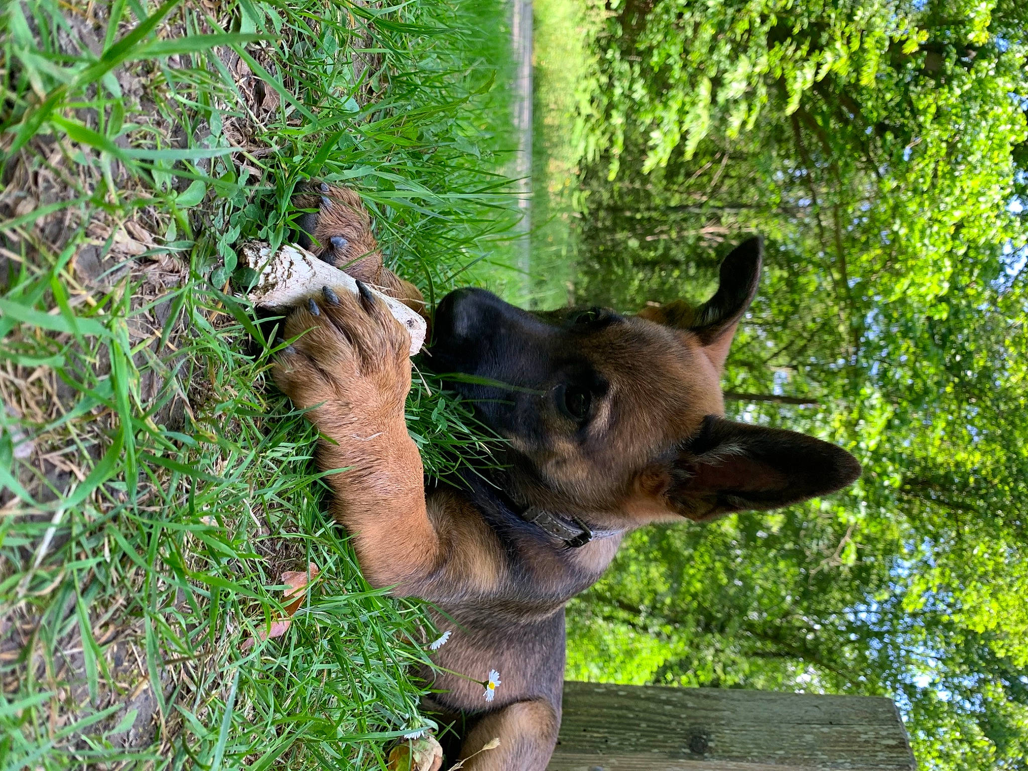 Vickie a rejoint le concours — aidez-le/la à gagner de superbes lots ! bear, brown_bear, canidae, carnivore, dog_breed, fawn, grass, grizzly_bear, groundcover, marsupial, plant, snout, sporting_group, tail, terrestrial_animal, tree, trunk, vertebrate, wood, working_animal