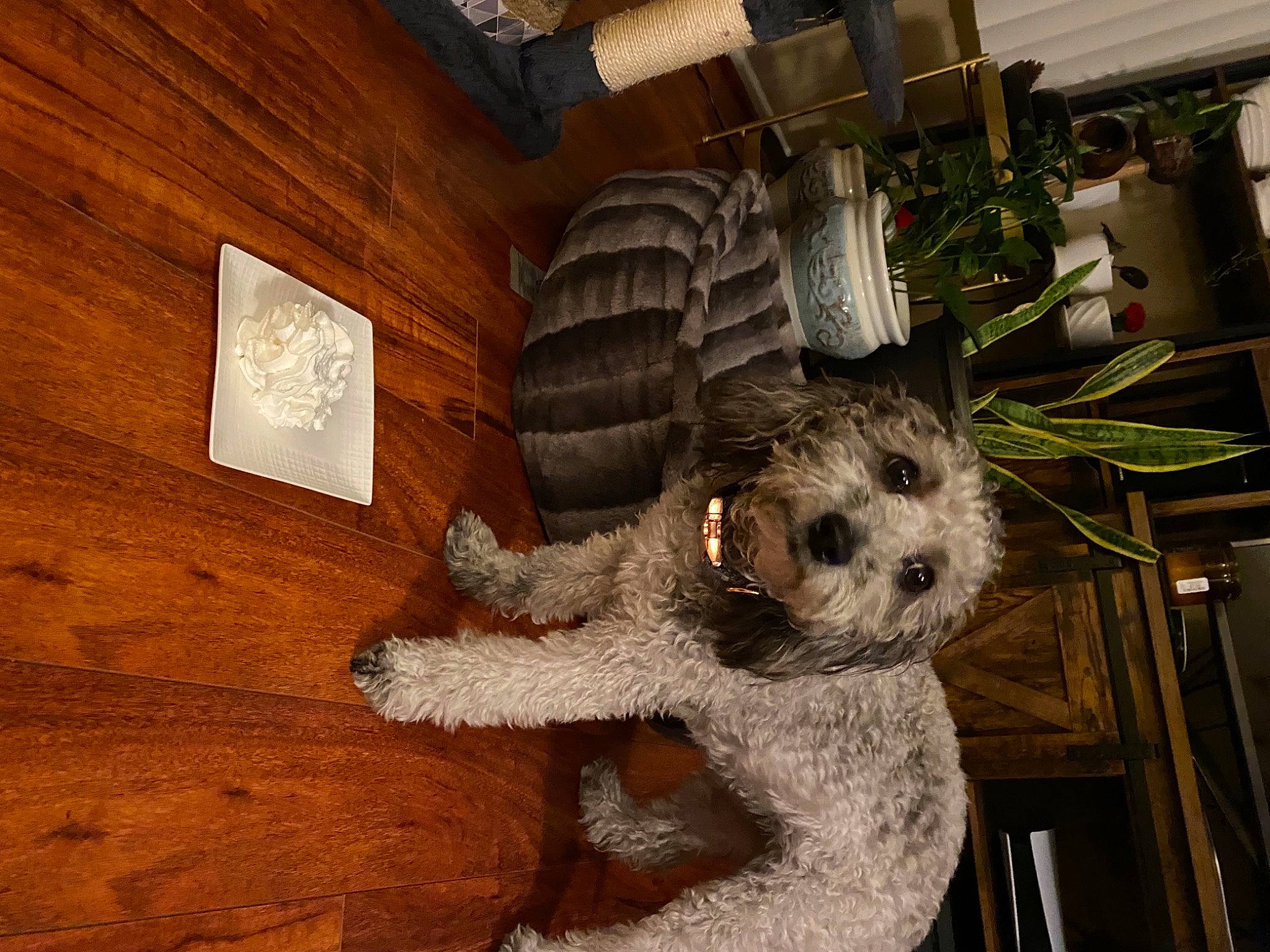 Nymeria is registered to the contest to win money with this photo: carnivore, companion_dog, dog, dog_breed, fawn, fur, hardwood, houseplant, pet_supply, plank, plant, small_terrier, snout, sporting_group, stuffed_toy, toy_dog, varnish, wood, wood_stain, working_animal