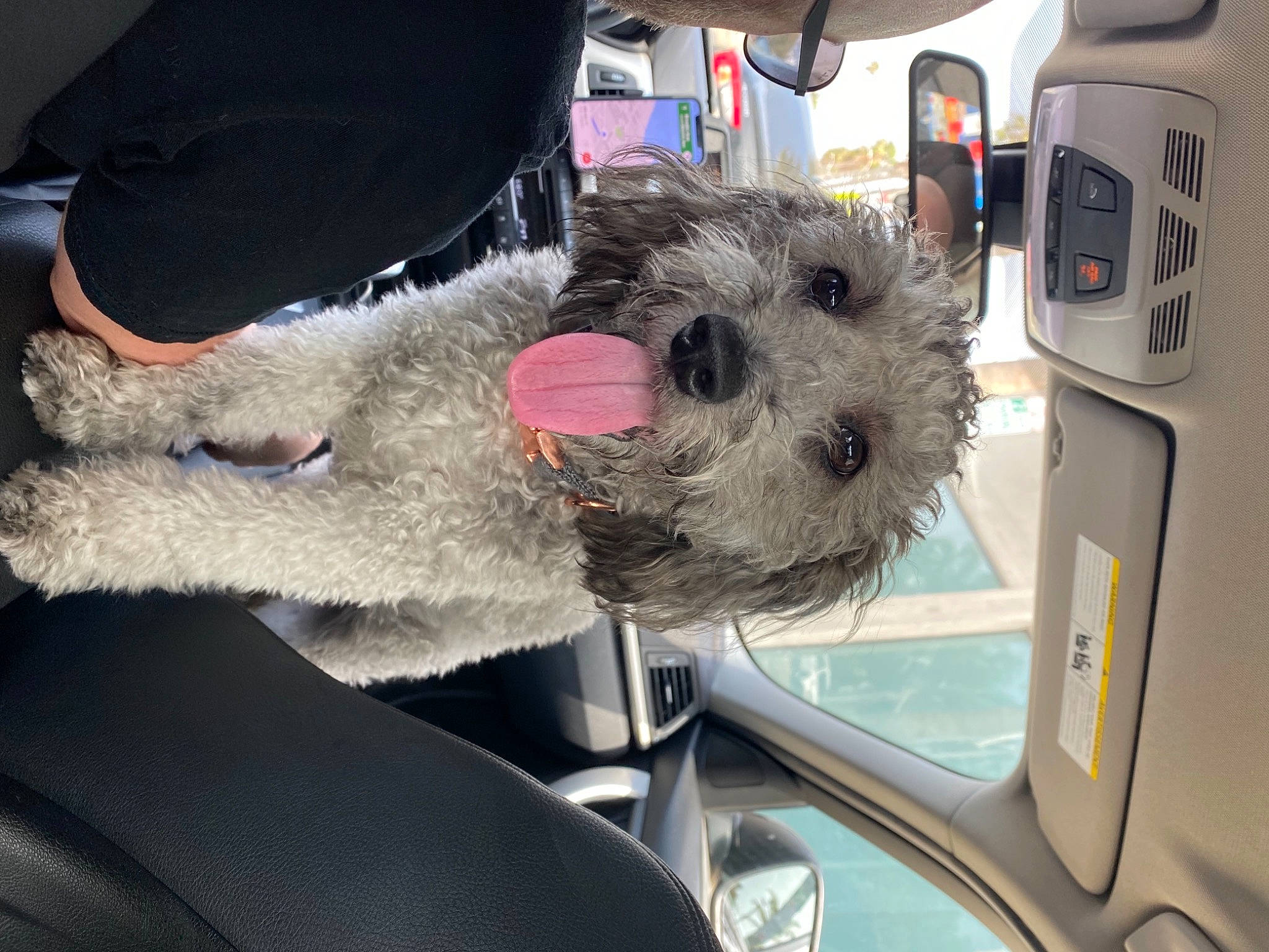 Nymeria joined the competition — help win amazing prizes! auto_part, automotive_exterior, automotive_mirror, car, car_seat, car_seat_cover, carnivore, collar, companion_dog, dog, dog_breed, land_vehicle, mammal, motor_vehicle, seat_belt, snout, vehicle, vehicle_door, vertebrate, windshield