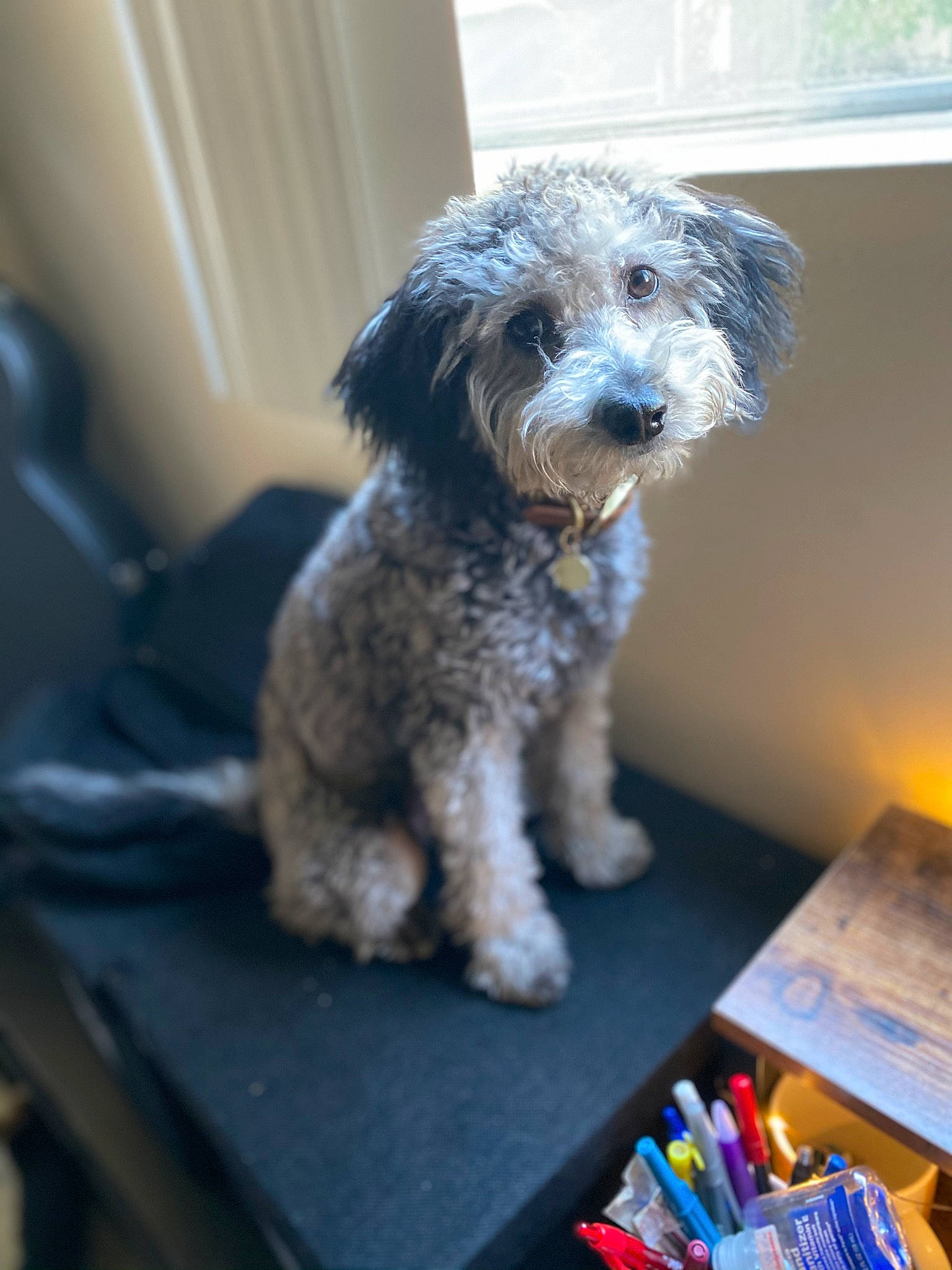 Nymeria joined the competition — help win amazing prizes! carnivore, chair, cockapoo, companion_dog, dog, dog_breed, flooring, goldendoodle, maltepoo, non_sporting_group, office_supplies, pen, small_terrier, snout, sporting_group, table, terrier, toy_dog, water_dog, writing_implement