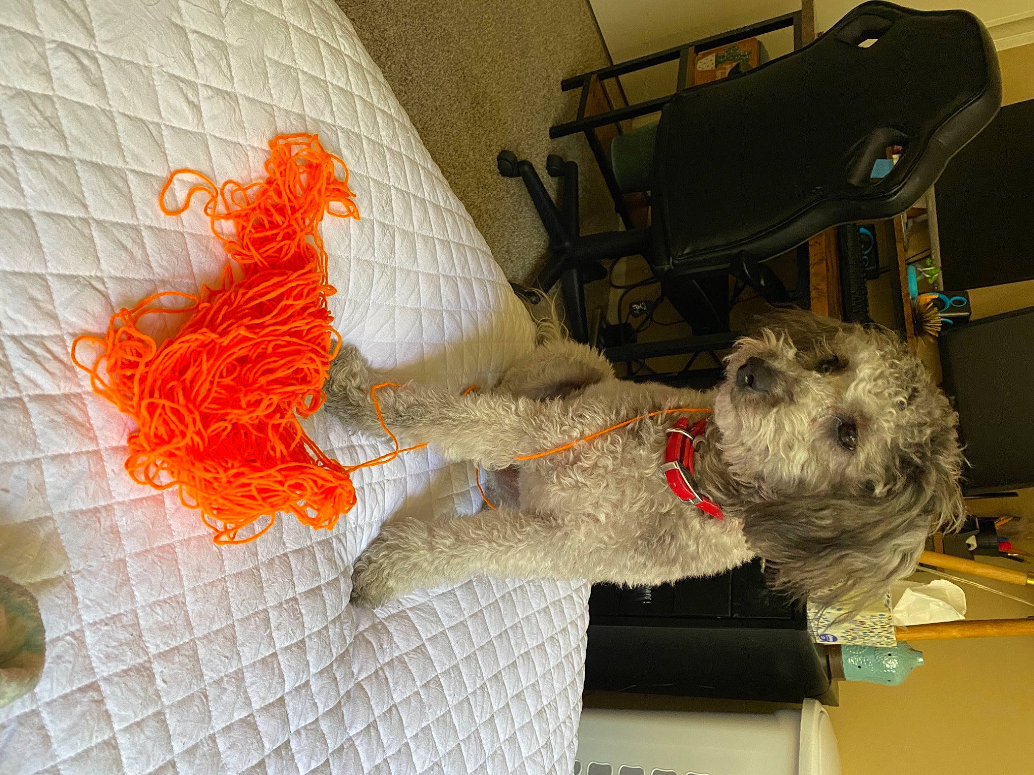 Nymeria joined the competition — help win amazing prizes! art, carnivore, companion_dog, craft, dog, dog_breed, doily, fur, linens, net, room, snout, sporting_group, stuffed_toy, table, terrier, thread, toy_dog, wool, working_animal