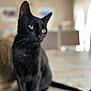 animal, animal_portrait, attention, black_cat, blurred_background, calm, cat, close_up, cute, domestic_cat, feline, fur, green_eyes, home, indoor, pet, portrait, sitting, whiskers, wooden_floor