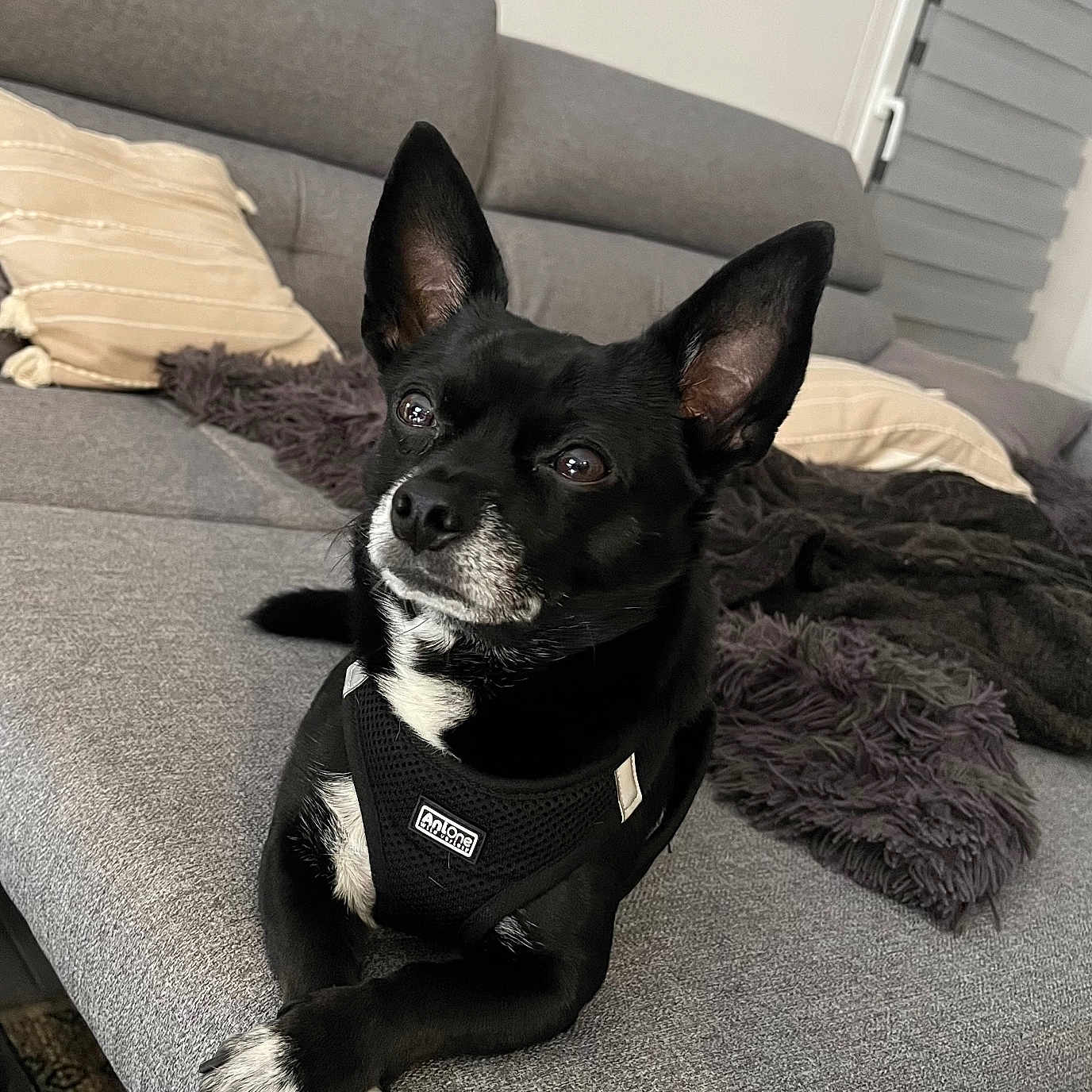 Tyako a rejoint le concours — aidez-le/la à gagner de superbes lots ! animal, black_dog, blanket, canine, companion, couch, dog, domestic_animal, ears, fur, furniture, house, indoor, paws_crossed, pet, pillow, relaxed, resting, snout, white_markings