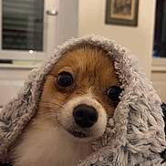 Happy a rejoint le concours — aidez-le/la à gagner de superbes lots ! dog, puppy, small_dog, blanket, cozy, indoor, close_up, portrait, big_eyes, nose, fur, cuddly, pet, soft_texture, looking_at_camera, hooded_blanket, home, window, framed_picture, adorable