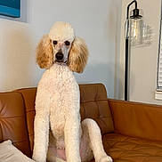 Rufus joined the competition — help win amazing prizes! dog, poodle, pet, sitting, couch, leather, living_room, lamp, wall_art, indoor, fur, canine, animal, portrait, home, furniture, white, brown, decor, cute