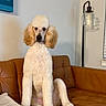 dog, poodle, pet, sitting, couch, leather, living_room, lamp, wall_art, indoor, fur, canine, animal, portrait, home, furniture, white, brown, decor, cute