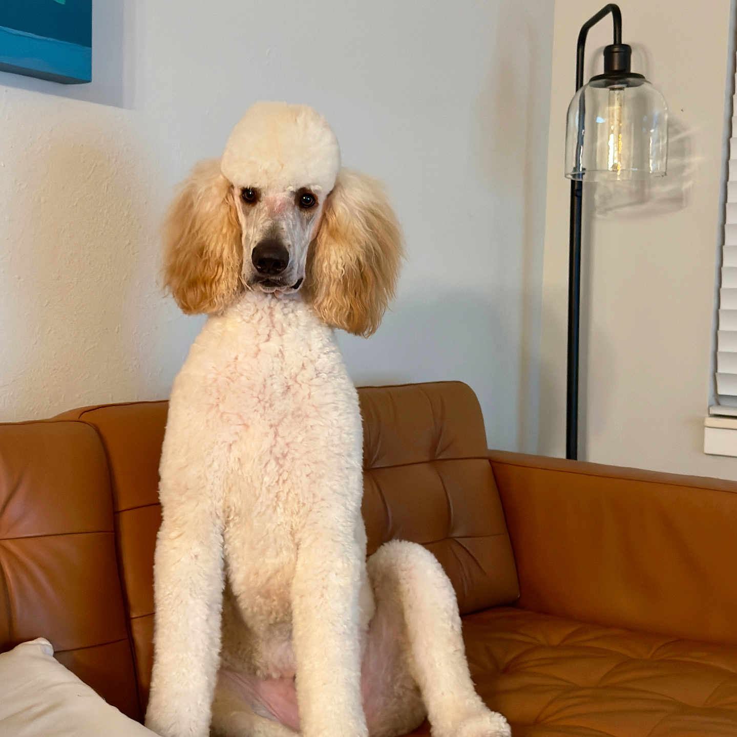 Rufus joined the competition — help win amazing prizes! dog, poodle, pet, sitting, couch, leather, living_room, lamp, wall_art, indoor, fur, canine, animal, portrait, home, furniture, white, brown, decor, cute