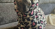 Lyra joined the competition — help win amazing prizes! cat, sphynx_cat, hairless_cat, pet, animal, sweater, clothing, fluffy, couch, sofa, indoors, portrait, sitting, front_view, ears, wrinkles, green_eyes, paws, gray, home