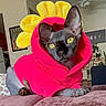 Lyra is registered to the contest to win money with this photo: cat, sphynx_cat, kitten, pet, animal, flower_costume, sunflower, pink, yellow, costume, portrait, indoors, couch, furniture, living_room, sitting, yellow_eyes, hairless, funny, home_decor