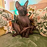 Lyra is registered to the contest to win money with this photo: cat, sphynx_cat, hairless, pet, animal, sitting, indoors, bed, blanket, cushion, fluffy, bedroom, portrait, large_ears, wrinkled_skin, brown, relaxed, sleepy, funny, cozy