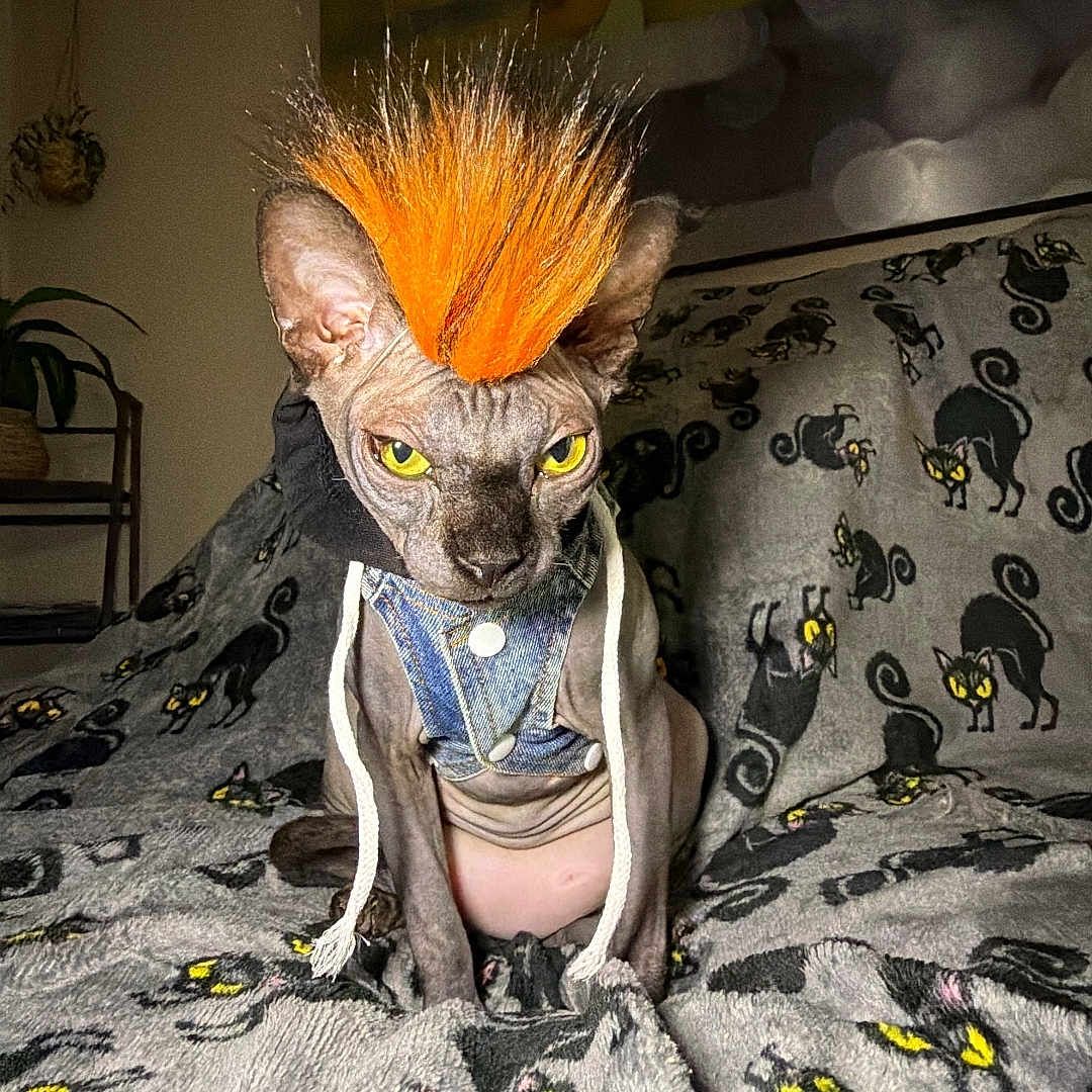 Lyra is registered to the contest to win money with this photo: cat, sphynx_cat, hairless_cat, orange_mohawk, punk_style, pet, animal, sitting, portrait, yellow_eyes, denim_outfit, necklace, clothing, blanket, bed, bedroom, indoor, funny, costume, closeup
