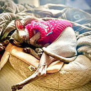 Lyra is registered to the contest to win money with this photo: cat, hairless_cat, sphynx_cat, pet, animal, pink_sweater, clothing, blanket, bed, cushion, sleeping, lounging, cozy, indoors, home, soft_furnishings, closeup, warm_lighting, relaxed, funny_pose