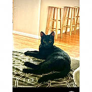 Nova is registered to the contest to win money with this photo: black_cat, cat, feline, pet, animal, lying_down, lounging, indoors, living_room, rug, patterned_rug, wooden_floor, bar_stools, furniture, home, portrait, green_eyes, black_fur, photograph, smartphone_gallery
