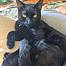 Nova joined the competition — help win amazing prizes! cat, black_cat, pet, feline, golden_eyes, pointed_ears, whiskers, collar, indoor, living_room, couch, blanket, lounging, sitting, portrait, close_up, relaxed, domestic_animal, photograph, smartphone_gallery