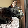 Nova joined the competition — help win amazing prizes! black_cat, cat, feline, pet, animal, whiskers, green_eyes, profile, sitting, lounging, indoor, window, sunlight, cozy, cat_tree, furniture, soft_fabric, home, portrait, relaxed