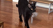 Nova joined the competition — help win amazing prizes! black_cat, cat, pet, animal, yellow_eyes, upright_ears, walking, carrying_toy, toy, hardwood_floor, indoor, home, furniture, bench, wooden_floor, reflection, alert, playful, photography, panther_like