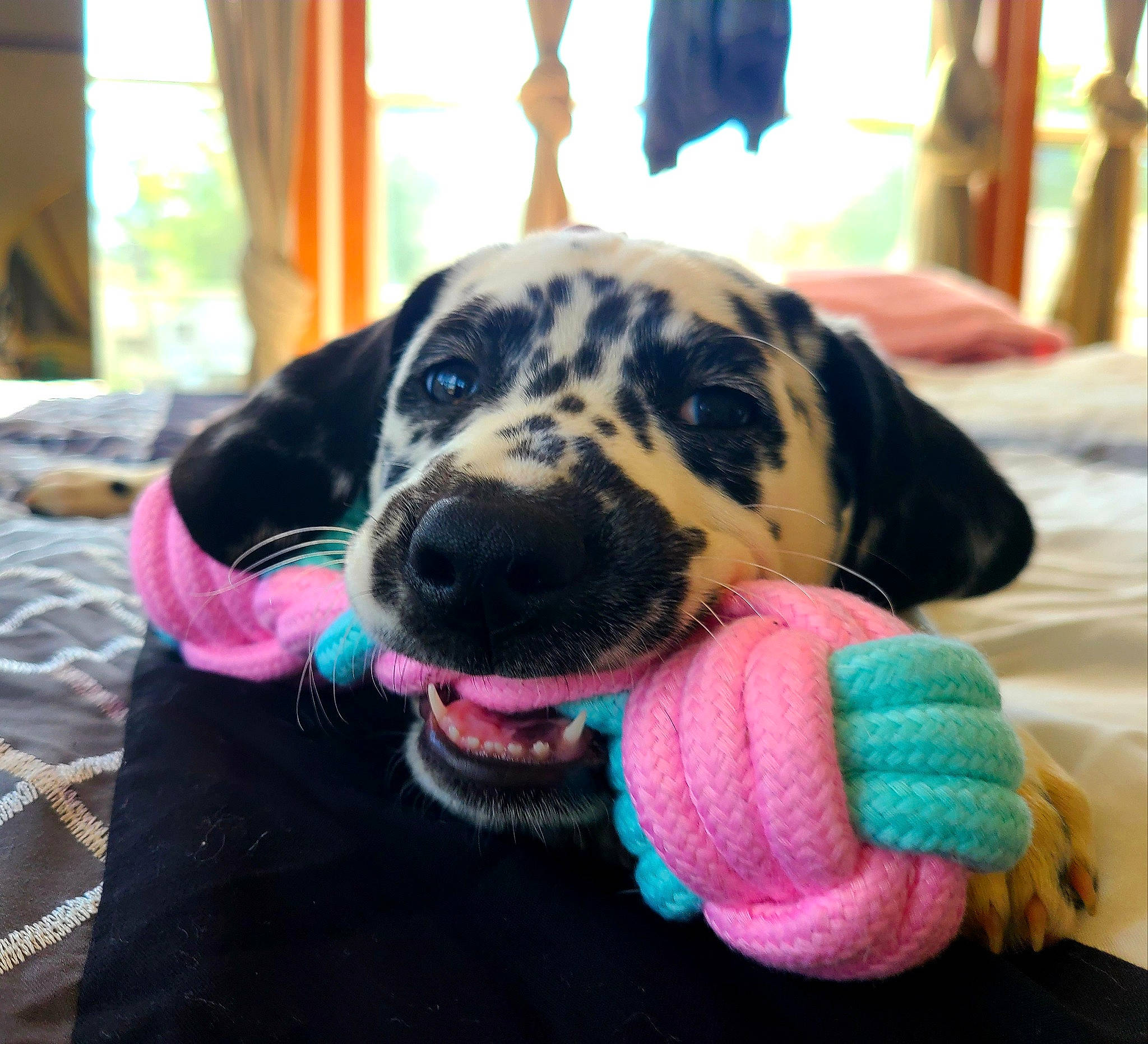 Rubix is registered to the contest to win money with this photo: canidae, carnivore, dog, dog_breed, dog_toy, fawn, great_dane, mammal, non_sporting_group, pink, puppy, sporting_group