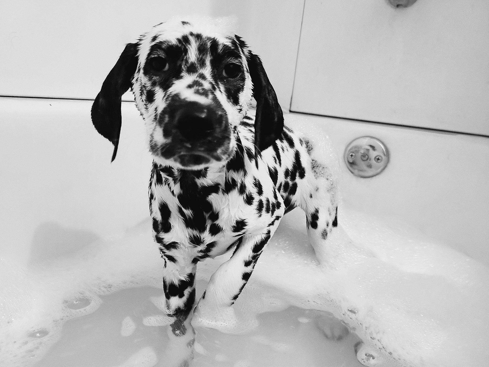 Rubix is registered to the contest to win money with this photo: black_and_white, braque_dauvergne, canidae, carnivore, dalmatian, dog, dog_breed, mammal, non_sporting_group, old_danish_pointer, snout, sporting_group, vertebrate