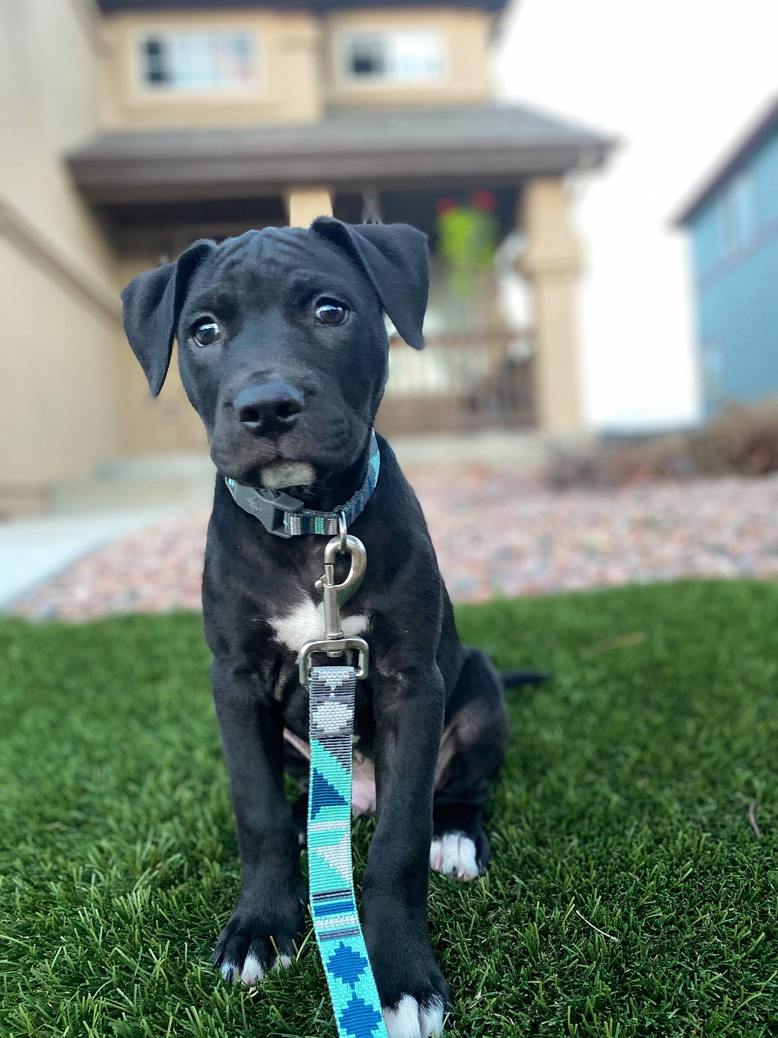 Frenchie is registered to the contest to win money with this photo: american_pit_bull_terrier, american_staffordshire_terrier, canidae, carnivore, companion_dog, dog, dog_breed, grass, great_dane, guard_dog, mammal, non_sporting_group, patterdale_terrier, plant, puppy, rare_breed_dog, snout, sporting_group, working_dog