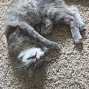 Hecate is registered to the contest to win money with this photo: cat, gray_cat, white_markings, furry, fluffy, lying_down, upside_down, indoor, carpet, floor, pet, animal, relaxed, sleepy, playful, long_tail, whiskers, pink_nose, closeup, photography