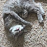 cat, gray_cat, white_markings, furry, fluffy, lying_down, upside_down, indoor, carpet, floor, pet, animal, relaxed, sleepy, playful, long_tail, whiskers, pink_nose, closeup, photography