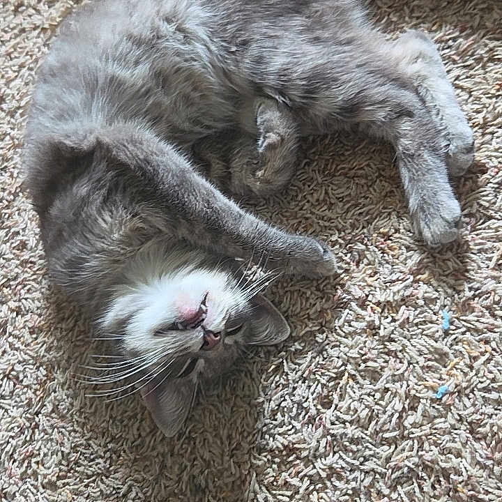 Hecate is registered to the contest to win money with this photo: cat, gray_cat, white_markings, furry, fluffy, lying_down, upside_down, indoor, carpet, floor, pet, animal, relaxed, sleepy, playful, long_tail, whiskers, pink_nose, closeup, photography