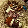 Milo a rejoint le concours — aidez-le/la à gagner de superbes lots ! puppy, dog, bed, fluffy_bed, toy, plush_toy, relaxed, lying_down, indoor, pet, cute, small_dog, white_and_brown, pink_paws, sleepy, cozy, animal, domestic_animal, resting, fur