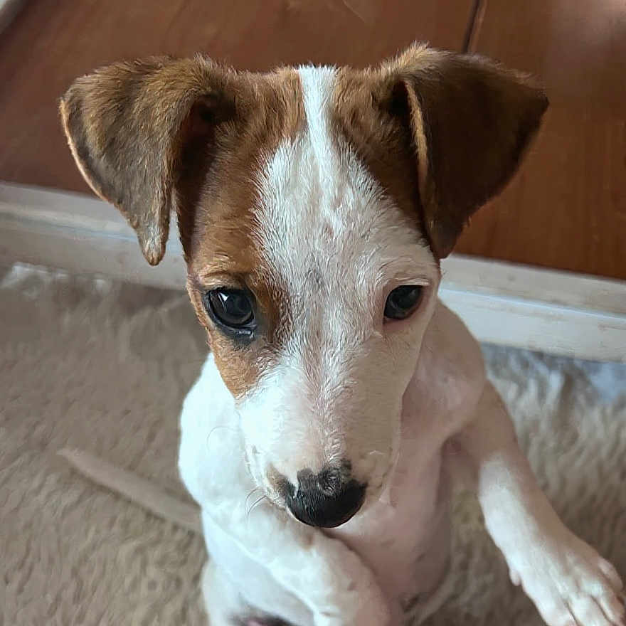 Milo