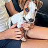 animal, brown_and_white, car_interior, closeup, collar, cute, dog, hand, human, indoor, lap, legs, person, pet, puppy, shorts, sitting, travel, tshirt, young_dog