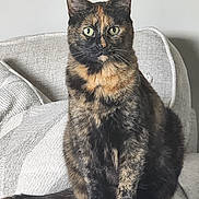 Kitty Witty joined the competition — help win amazing prizes! abyssinian, angora, animal, armchair, blanket, brasssection, cat, chair, couch, cushion, den, furniture, homedecor, horn, indoors, kitten, manx, musicalinstrument, pet, siamese