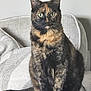 abyssinian, angora, animal, armchair, blanket, brasssection, cat, chair, couch, cushion, den, furniture, homedecor, horn, indoors, kitten, manx, musicalinstrument, pet, siamese