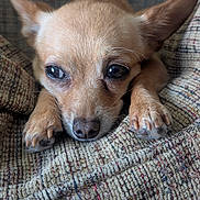 Foxy joined the competition — help win amazing prizes! dog, chihuahua, pet, animal, close_up, resting, paws, ears, fur, cute, indoors, texture, fabric, brown, small_dog, portrait, face, whiskers, nail, relaxed