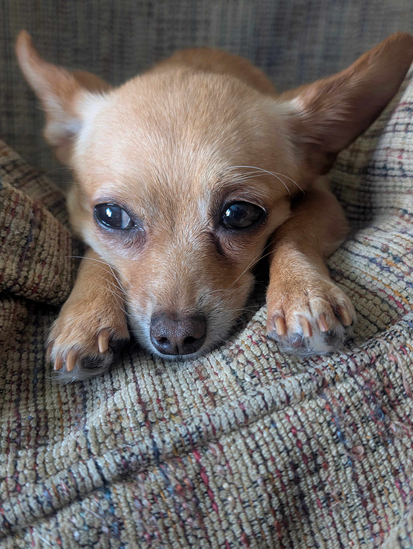 Foxy