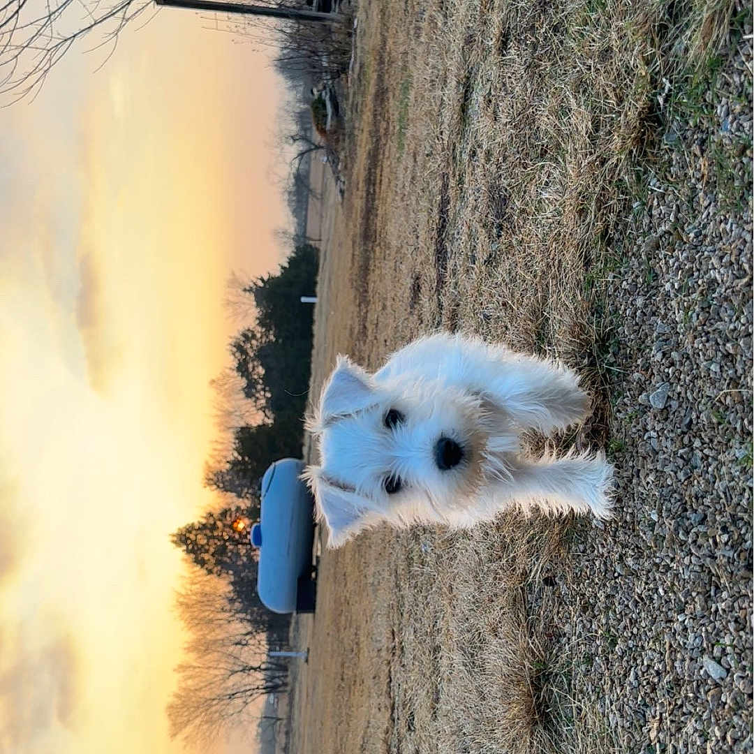 Kai joined the competition — help win amazing prizes! animal, canine, dog, eskimodog, field, grass, grassland, machine, nature, outdoors, path, pet, plant, puppy, road, soil, spoke, terrier, tree, whitedog