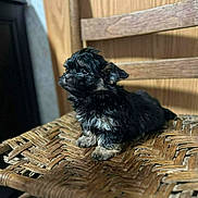 Blossom joined the competition — help win amazing prizes! adorable, animal, black, chair, companion, cute, dog, domestic, fur, furniture, indoor, pet, portrait, puppy, sitting, small, tan, wooden, woven, young