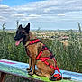 Maya participe au concours pour gagner de l'argent avec cette photo : animal, bench, canine, clouds, daylight, dog, grass, happy, harness, landscape, leash, nature, outdoor, pet, plants, scenic, sitting, sky, tongue, town