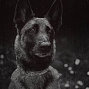 Maya a rejoint le concours — aidez-le/la à gagner de superbes lots ! animal, black_and_white, canine, close_up, collar, dark_background, dog, dramatic, ears, face, fur, german_shepherd, looking_away, moody, outdoor, pet, portrait, rain, raindrops, wet