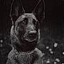 animal, black_and_white, canine, close_up, collar, dark_background, dog, dramatic, ears, face, fur, german_shepherd, looking_away, moody, outdoor, pet, portrait, rain, raindrops, wet