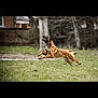 Maya participe au concours pour gagner de l'argent avec cette photo : active, animal, brown, canine, daytime, dog, ears, energetic, field, grass, leaping, motion, muzzle, nature, outdoor, pet, playful, running, tree, yard