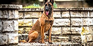 Maya participe au concours pour gagner de l'argent avec cette photo : animal, architecture, building, bulldog, canine, dog, flagstone, germanshepherd, path, pet, policedog, puppy, rubble, slate, stonewall, terrier, walkway, wall