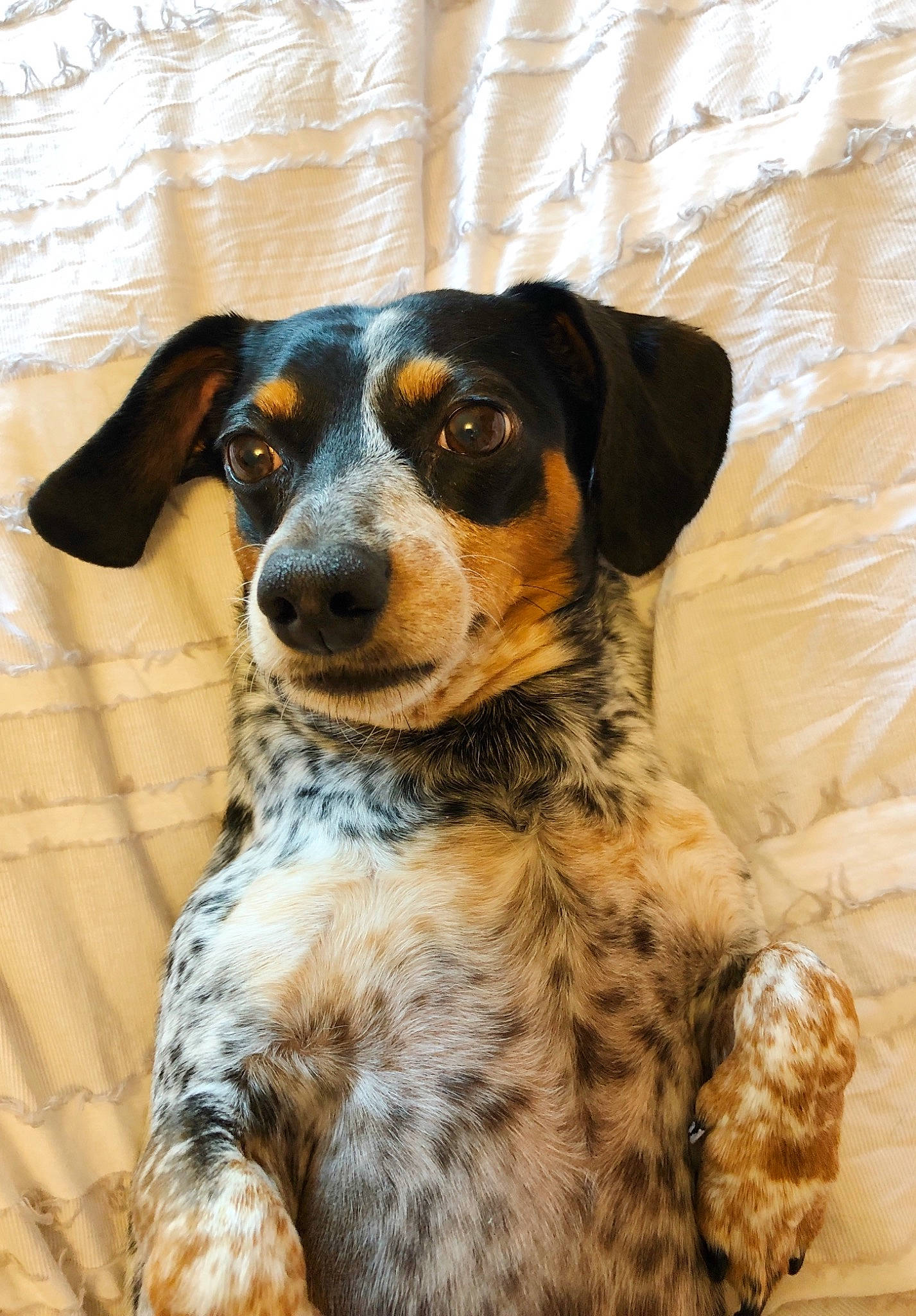 Donny joined the competition — help win amazing prizes! canidae, carnivore, companion_dog, dog, dog_breed, fawn, fur, hunting_dog, snout, sporting_group, terrestrial_animal, whiskers, working_animal, working_dog